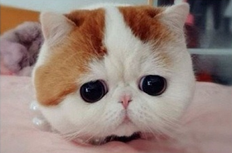 Найден самый грустный кот в мире